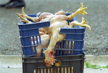 Typhoïde,manque d’eau,pénurie de médicaments,viande d’âne,ordures ménagères,La santé des algériens en danger