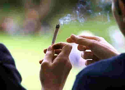 La récolte de cannabis a déjà commencé au Maroc,Un tsunami de drogue menace l’Algérie