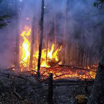 Les forêts de l’est et du centre en proie aux flammes,Des milliers d’hectares détruits par les feux