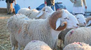 À la veille de la fête du sacrifice,30 000 têtes de cheptel volées et 150 convoyeurs interceptés