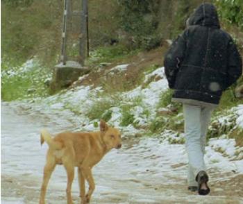La rage tue toujours en Algérie