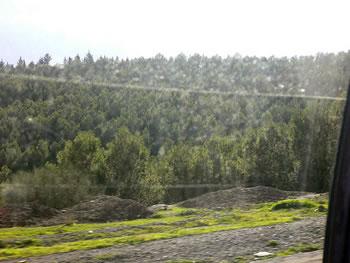 L&rsquo;Algérie célébrera ce Mardi la journée de l&rsquo;arbre,Qui se souvient du barrage vert?