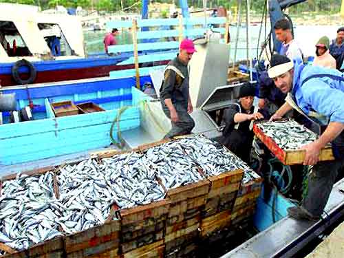 Production record de sardine en Algérie