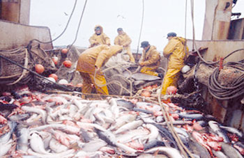 Ressources halieutiques : Un secteur qui a la pèche