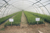 Techniques modernes et meilleur rendement ,Pépinières : une culture en plein essor !