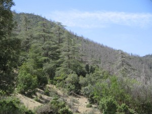 TIZI-OUZOU, Conservation des forêts,Les incendies en baisse