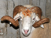 Vente du mouton de l’aïd en zones urbaines, Espaces aménagés et mobilisation des vétérinaires