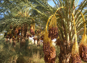30.000 tonnes de dattes algériennes seront exportées