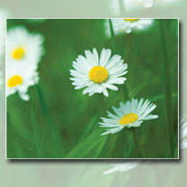 Atelier sur l’environnement : Les carburants propres pour réduire la pollution