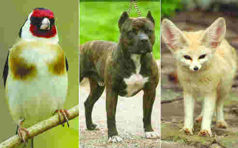 Chardonneret, cochon, fennec, pitbull, chien breton… Le trafic d’animaux protégés s’amplifie