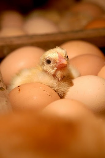 Importation d&rsquo;oeufs,La Confédération des producteurs algériens interpelle les pouvoirs publics