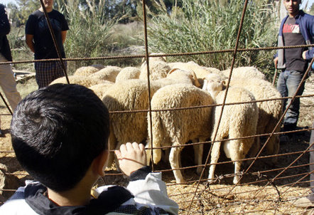 Malgré le surplus de moutons cette année,Les Algériens saignés à blanc