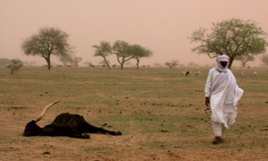 Niger : l’Onu avertit contre une crise alimentaire dans plus de la moitié des villages