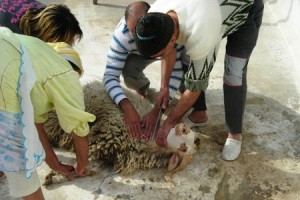 Oran : 75 blessés lors des opérations d’égorgement du mouton de l’Aïd