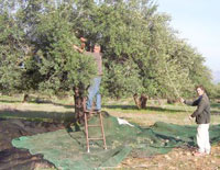 Béjaïa / Oléiculture Une filière en quête d’organisation