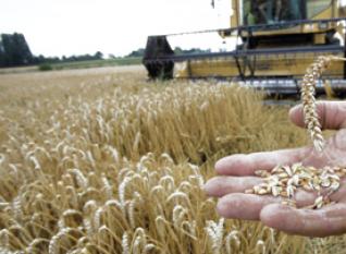 Hausse de plus de 133% des importations de blé en 2011,La facture alimentaire s’alourdit