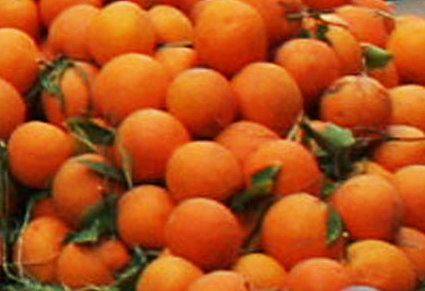 La fête des oranges célébrée de nouveau à Chlef