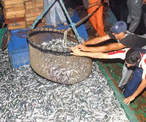 Les opérateurs algériens invités à investir dans la pêche en Mauritanie