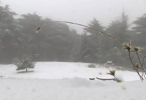 Premières neiges à Chréa