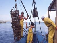 Trafic en haute mer à ANNABA ,La crevette royale et la langouste, nouvelles cibles