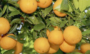 3.000 quintaux d&rsquo;agrumes produits à Biskra