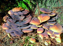 Consommation de champignons sauvages, Mise en garde des spécialistes