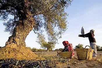 Hausse sensible de la production d olives à Chlef