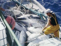 La pêche illicite fait des ravages ,Danger sur notre richesse halieutique