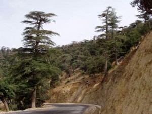 Plusieurs opérations de renouveau rural exécutées à Khenchela