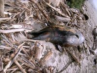 Un dauphin mort rejeté par la mer sur la côte de Dellys (Boumerdes)