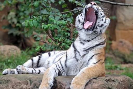 Un tigre blesse grièvement un garçon de 3 ans dans un zoo