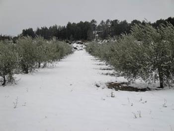 En raison des dernières tempêtes de neige,Tizi Ouzou perd la moitié de ses oliviers