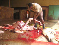 Ghardaïa ,Délicieuse, la viande cameline