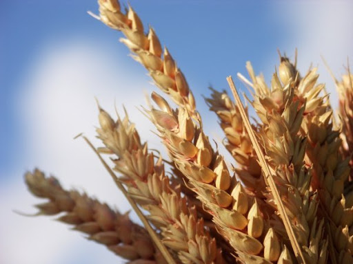 Instamment sollicités pour investir dans la production du blé en Algérie,Les Américains ont affiché leur désintérêt