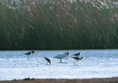 Le lac des Oiseaux et les marais de la Mékhada (El Tarf), seules zones humides situées en dehors du parc national d El Kala