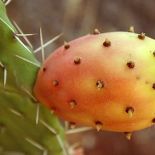 Les vertus cosmétiques d&rsquo;huile de figues de Barbarie