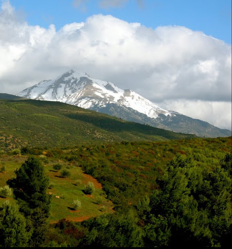 Plantation de 400 hectares de cèdres au parc national de Chréa (Blida)
