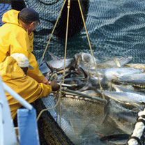 Production halieutique Hausse de 10% en 2011 : 104.000 tonnes