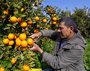 Agriculture: Une dizaine de produits stratégiques classés par arrêté interministériel