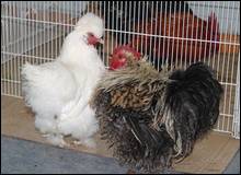 Aviculture-production: Prochaine création d&rsquo;une société mixte algéro-hongroise