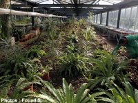 Jardin d’acclimatation d’el Hamma, Pour la promotion des espèces végétales autochtones