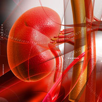 Journée mondiale du rein : 15.700 malades hémodialysés en Algérie