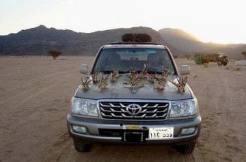 Les émirs arabes tuent l&rsquo;outarde et la gazelle avec la bénédiction des autorités
