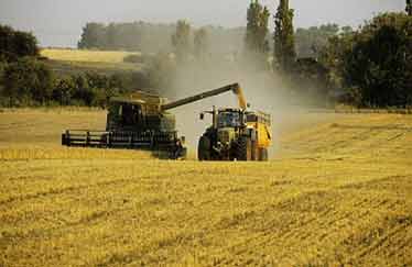 Mise en terre de près de 70.000 plants d oliviers à Chlef