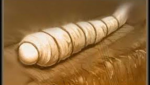 Mohamed Merah sera-t-il inhumé en Algérie ?