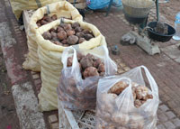 Saïda ,Aïn Skhouna prise d’assaut par les amateurs de truffe