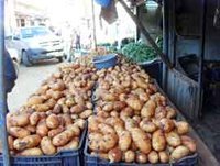 De grands quantités sont récoltées à Mostaganem et El Oued,Vers une chute libre des prix de la pomme de terre