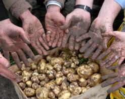 Hausse des prix de la pomme de terre : une crise conjoncturelle bientôt estompée