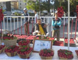 JIJEL, Chambre locale de l’agriculture ,Préparatifs de la Fête de la fraise