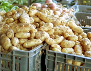 La pomme de terre à 40 DA …en Juin,L&rsquo;attrape-nigaud de Benbada